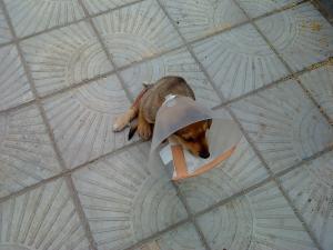 Прикачена снимка