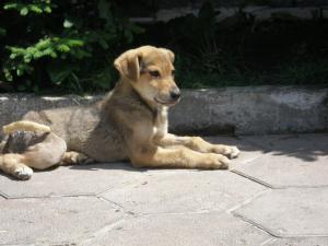 Прикачена снимка