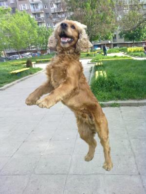 Прикачена снимка