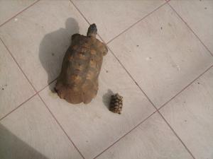 Прикачена снимка