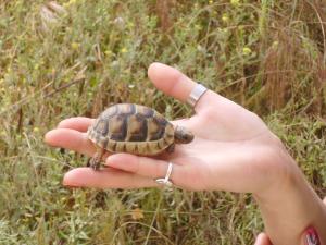 Прикачена снимка