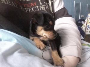 Прикачена снимка