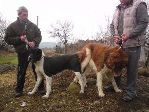 Прикачена снимка