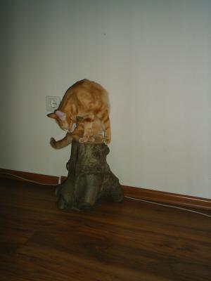 Прикачена снимка