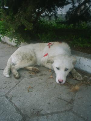 Прикачена снимка