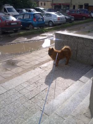 Прикачена снимка