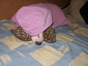 Прикачена снимка