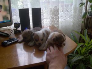 Прикачена снимка