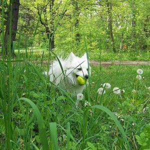 Прикачена снимка