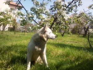 Прикачена снимка