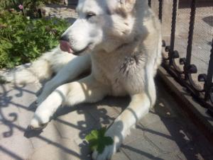 Прикачена снимка
