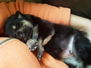 Прикачена снимка