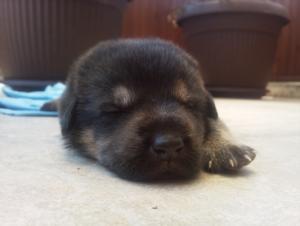 Прикачена снимка