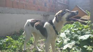 Прикачена снимка