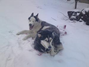 Прикачена снимка