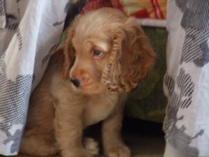 Прикачена снимка