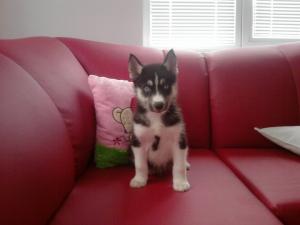 Прикачена снимка