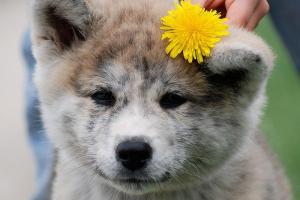 Прикачена снимка