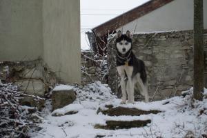 Прикачена снимка