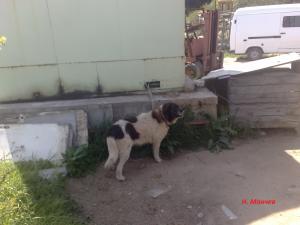 Прикачена снимка