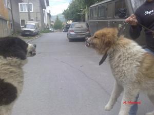 Прикачена снимка