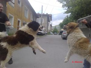 Прикачена снимка