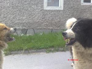 Прикачена снимка
