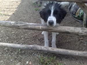 Прикачена снимка