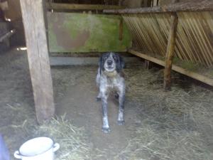 Прикачена снимка