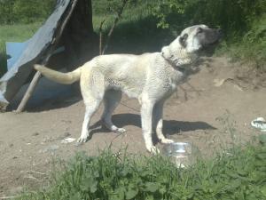 Прикачена снимка