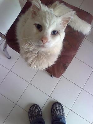 Прикачена снимка