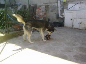 Прикачена снимка