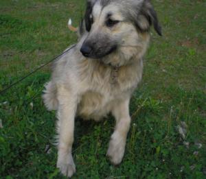 Прикачена снимка