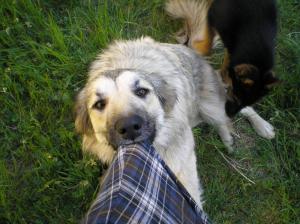 Прикачена снимка