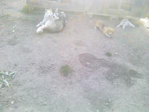 Прикачена снимка