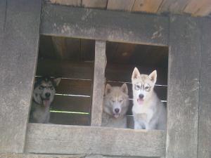 Прикачена снимка