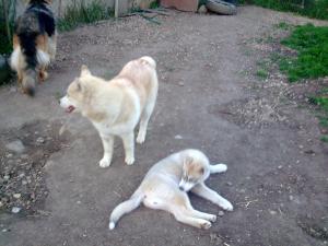 Прикачена снимка