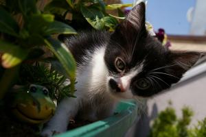 Прикачена снимка