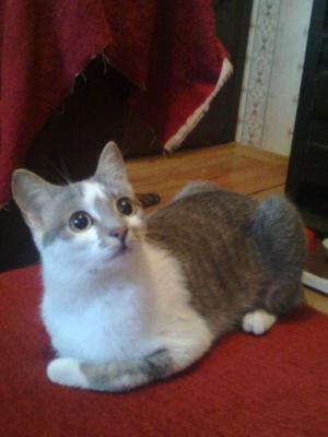 Прикачена снимка
