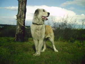 Прикачена снимка