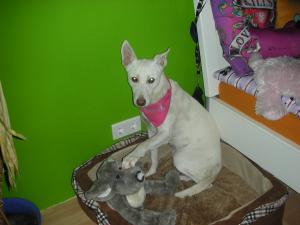Прикачена снимка