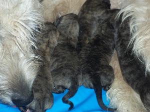 Прикачена снимка