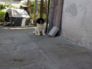 Прикачена снимка
