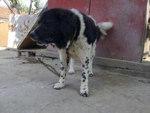 Прикачена снимка