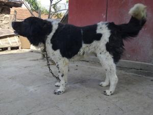 Прикачена снимка