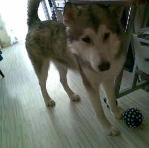 Прикачена снимка