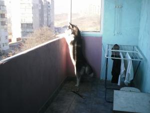 Прикачена снимка
