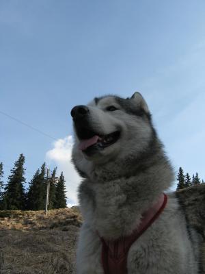 Прикачена снимка