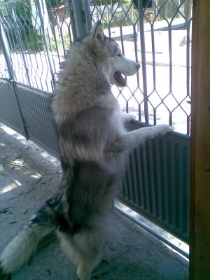 Прикачена снимка
