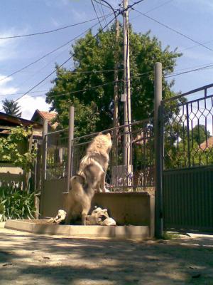 Прикачена снимка